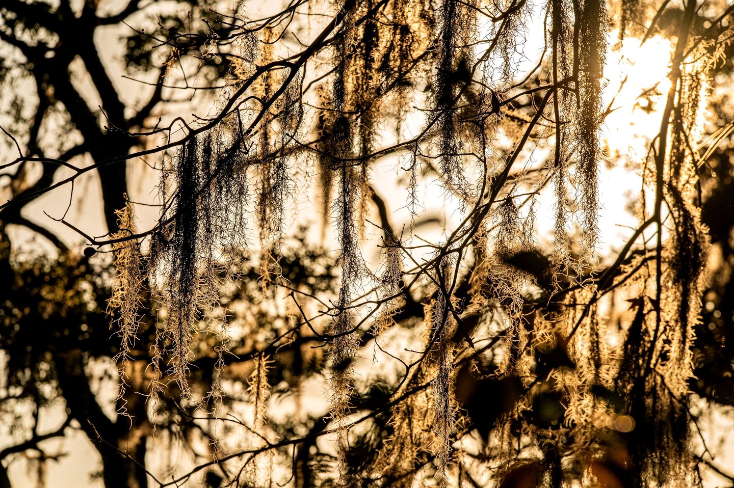 Secluded Treehouse Tent Retreat on the Marsh with Outdoor Dining, Grilling Gear, Games, Views in Townsend, Georgia
