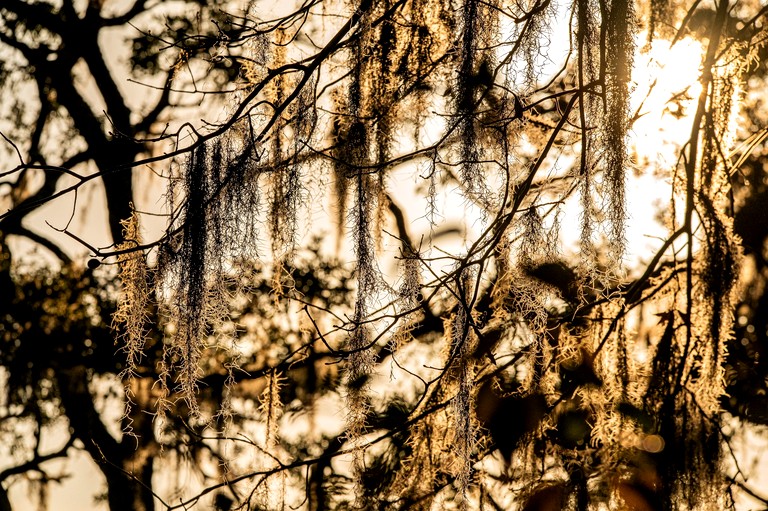 Tree Houses (United States of America, Townsend, Georgia)