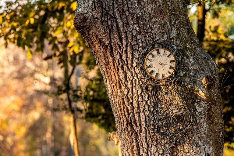 Tree Houses (United States of America, Townsend, Georgia)
