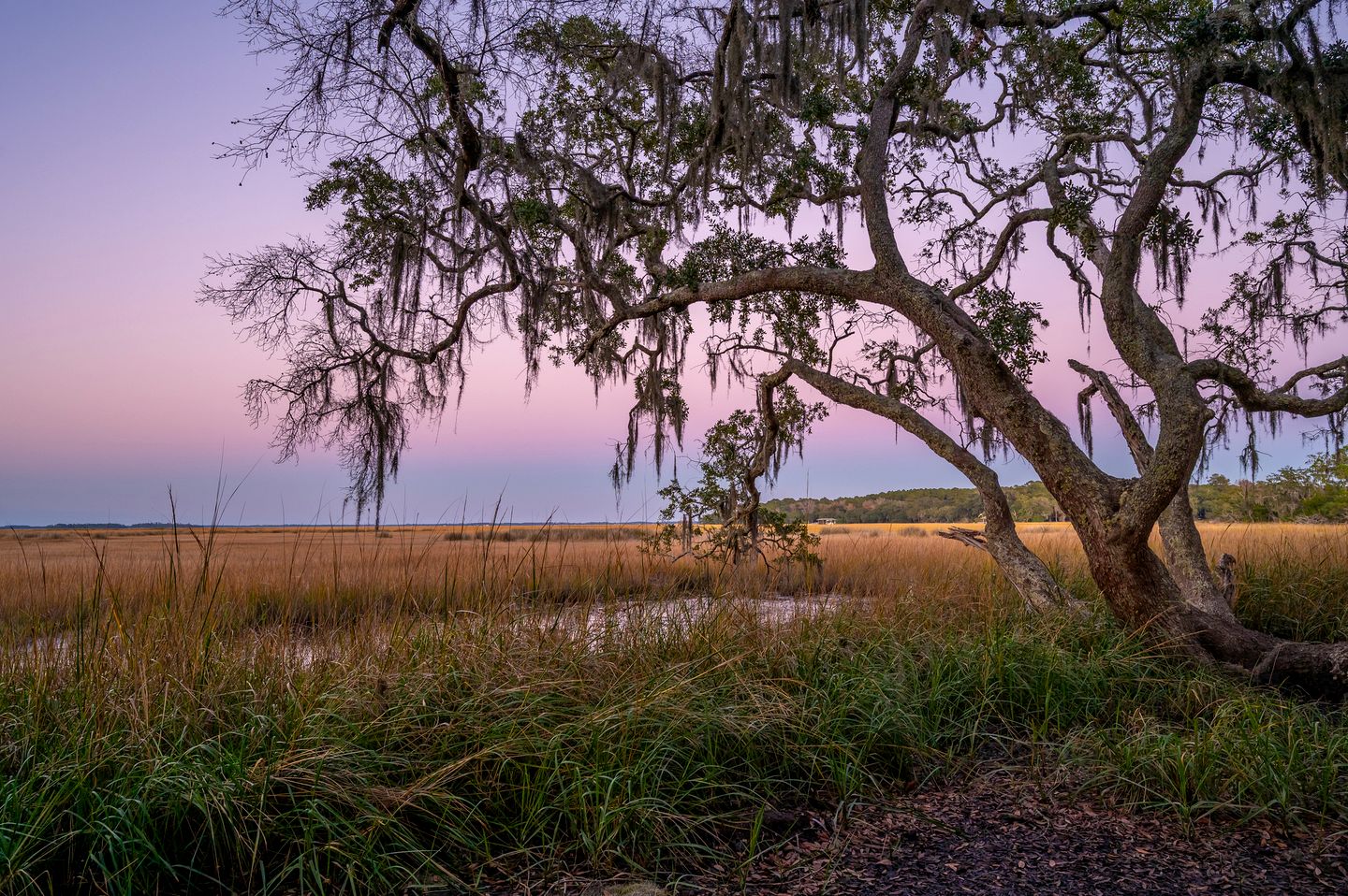 Marsh-View Treehouse Tent Glamping with Private Campsite, Wildlife Watching, BBQ, Fire Pit in Townsend, Georgia