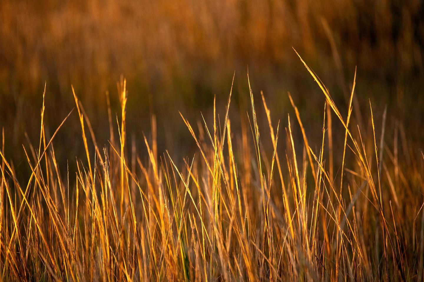 Marsh-View Treehouse Tent Glamping with Private Campsite, Wildlife Watching, BBQ, Fire Pit in Townsend, Georgia