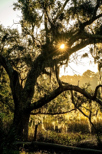 Tree Houses (United States of America, Townsend, Georgia)