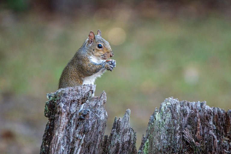 Tree Houses (United States of America, Townsend, Georgia)