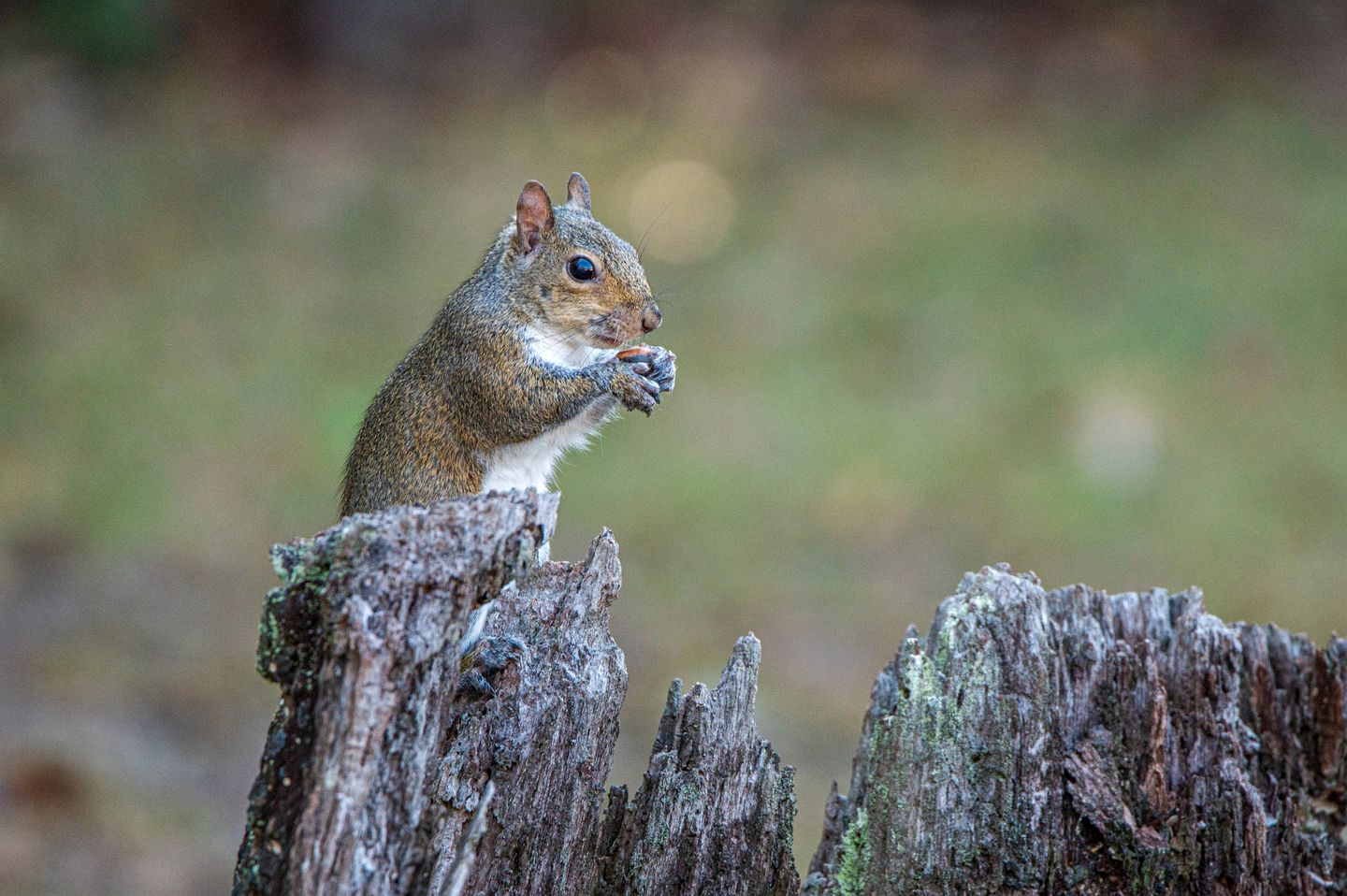 Marsh-View Treehouse Tent Glamping with Private Campsite, Wildlife Watching, BBQ, Fire Pit in Townsend, Georgia