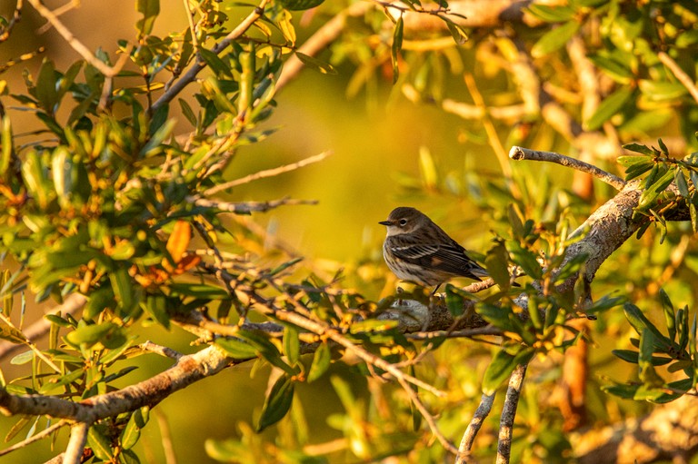 Tree Houses (United States of America, Townsend, Georgia)