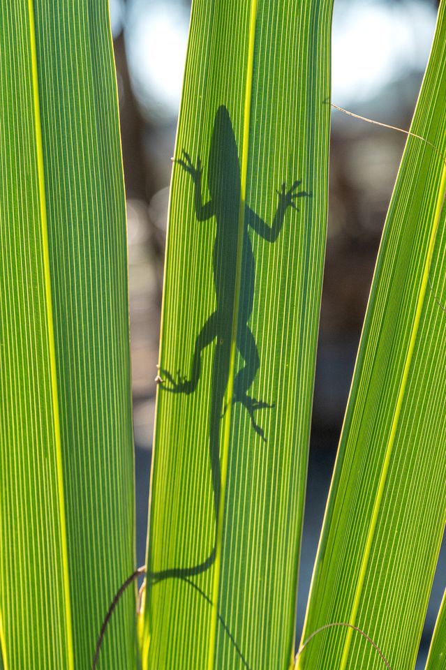 Marsh-View Treehouse Tent Glamping with Private Campsite, Wildlife Watching, BBQ, Fire Pit in Townsend, Georgia