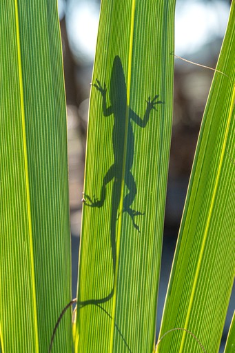 Tree Houses (United States of America, Townsend, Georgia)
