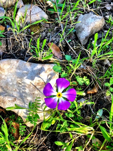 Cabins (United States of America, Mico, Texas)