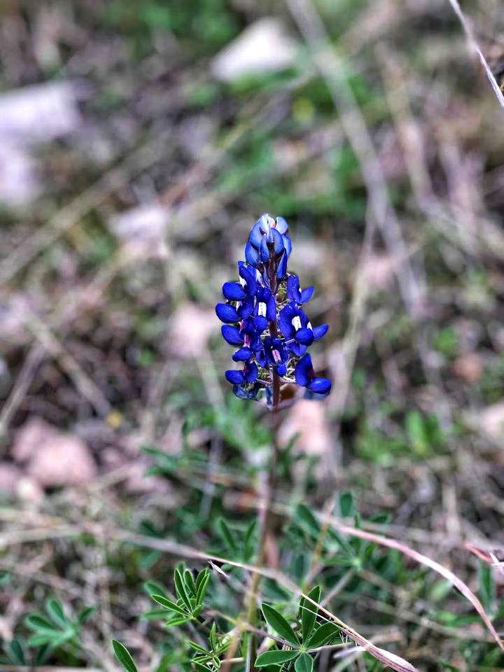 Side by Side Cabins on a Texas Ranch, Perfect for a Family Glamping Getaway from San Antonio
