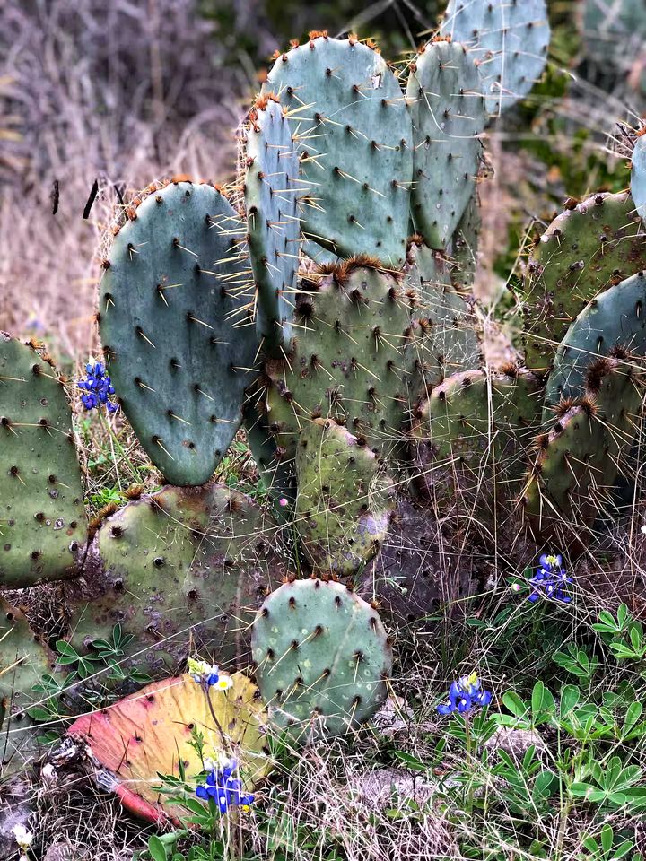 Side by Side Cabins on a Texas Ranch, Perfect for a Family Glamping Getaway from San Antonio