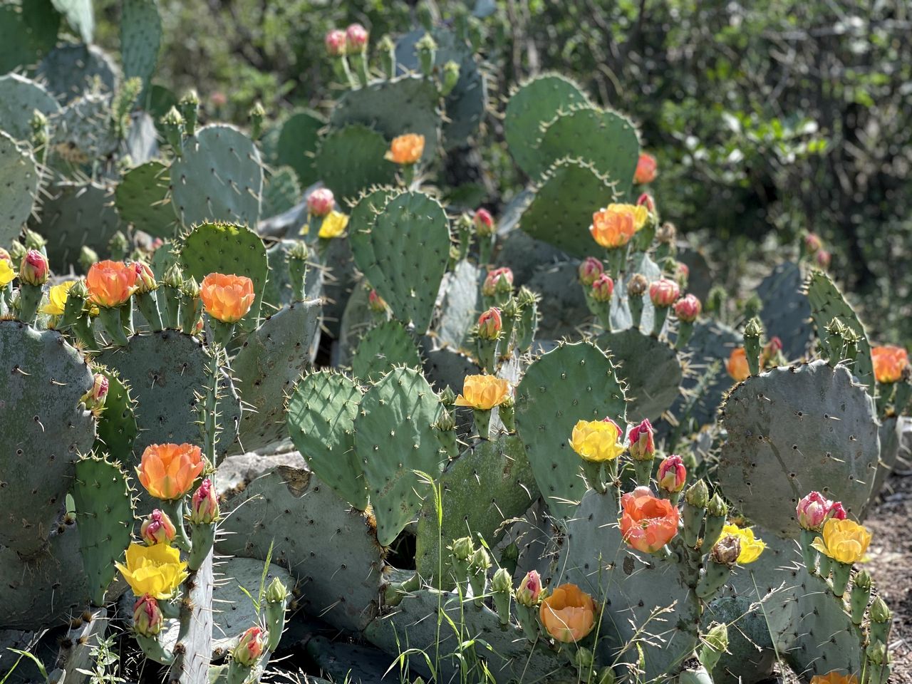 Side by Side Cabins on a Texas Ranch, Perfect for a Family Glamping Getaway from San Antonio