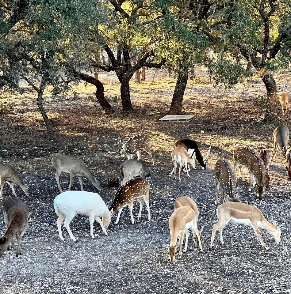 Rustic Hill Country Cabin with Milky Way Stargazing & Wildlife Views near Mountain Home, TX