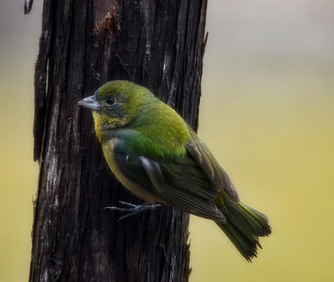Rustic Hill Country Cabin with Milky Way Stargazing & Wildlife Views near Mountain Home, TX