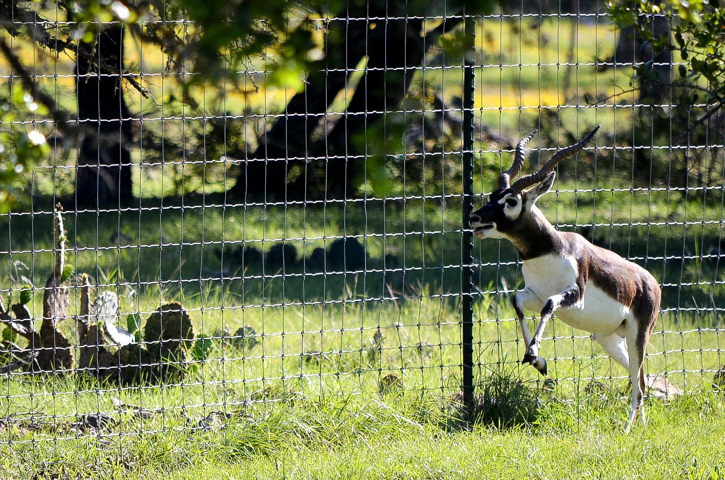 Rustic Hill Country Cabin with Milky Way Stargazing & Wildlife Views near Mountain Home, TX