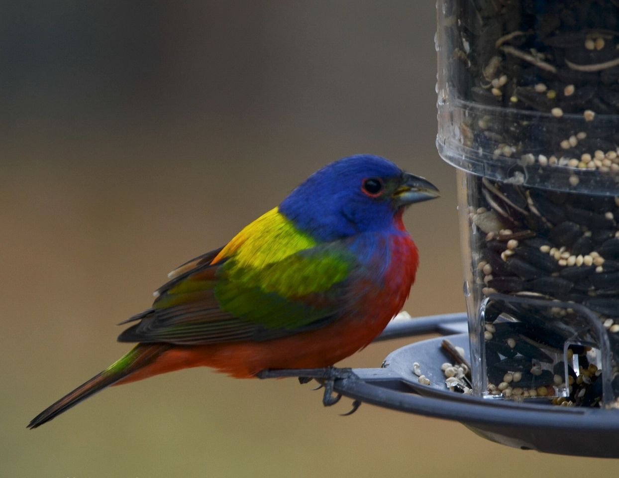 Charming Pet-Friendly Hill Country Cabin with Dark-Sky Stargazing near Mountain Home, Texas
