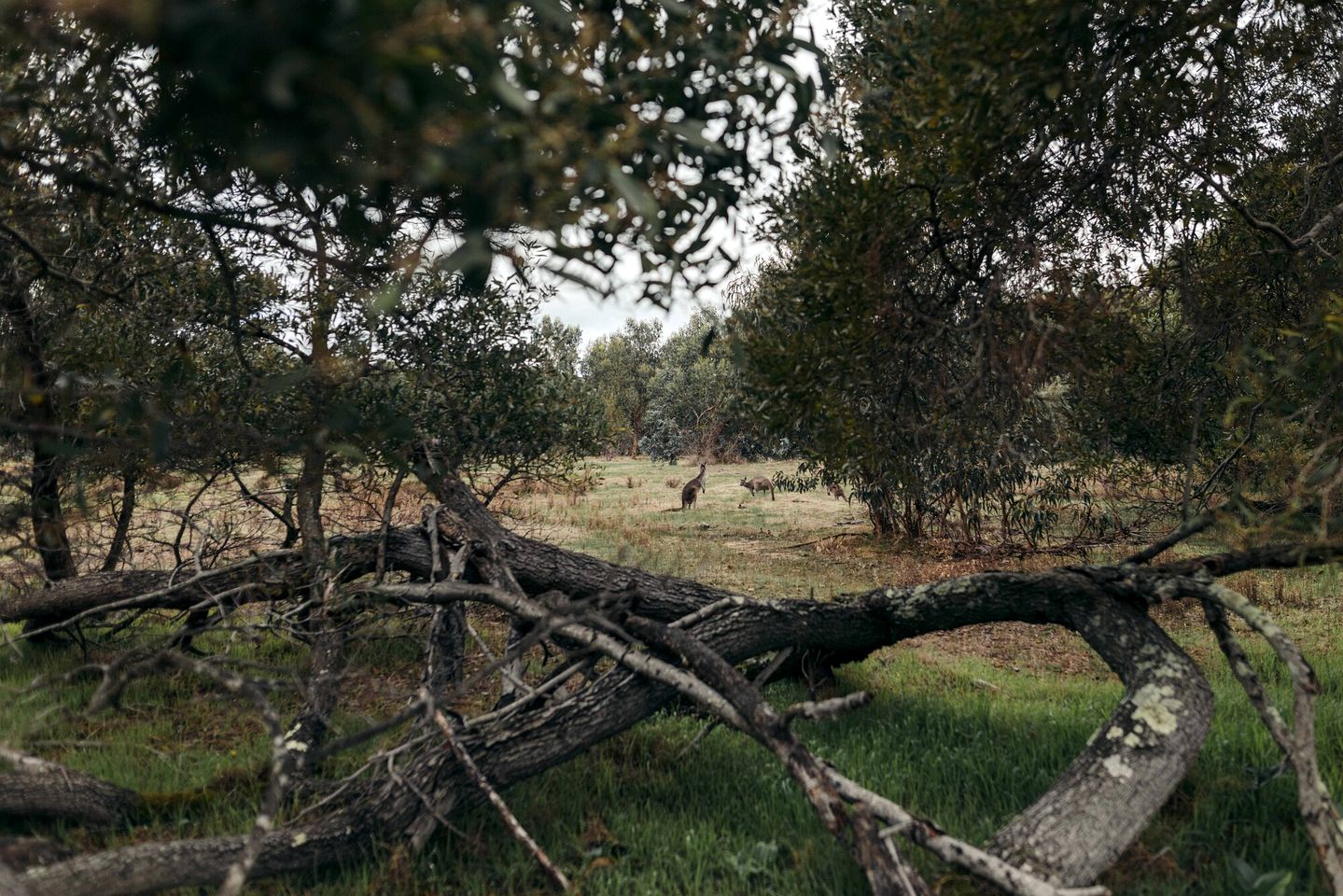 Secluded Luxury Tent with Outdoor Bath & Nature Trails near Quindalup, WA