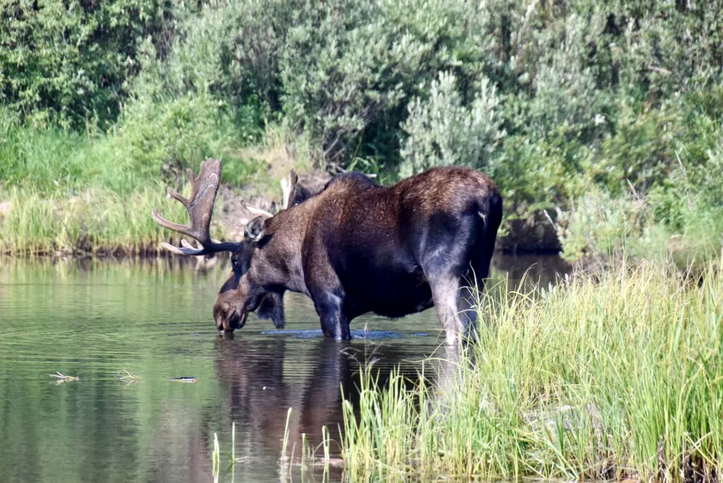 Cozy Glamping Cabin in Red Feather Lakes, Perfect for an Escape to the Rocky Mountains