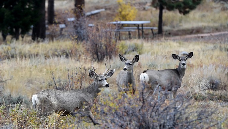 Cabins (United States of America, Red Feather Lakes, Colorado)