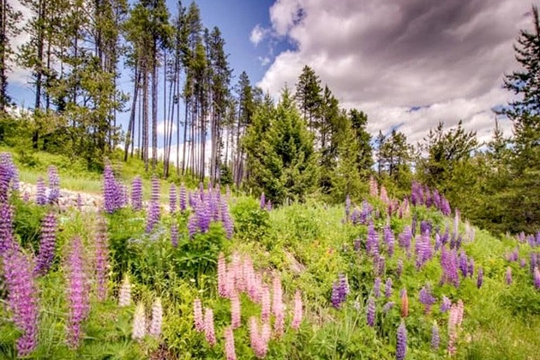 Cabins (United States of America, West Glacier, Montana)