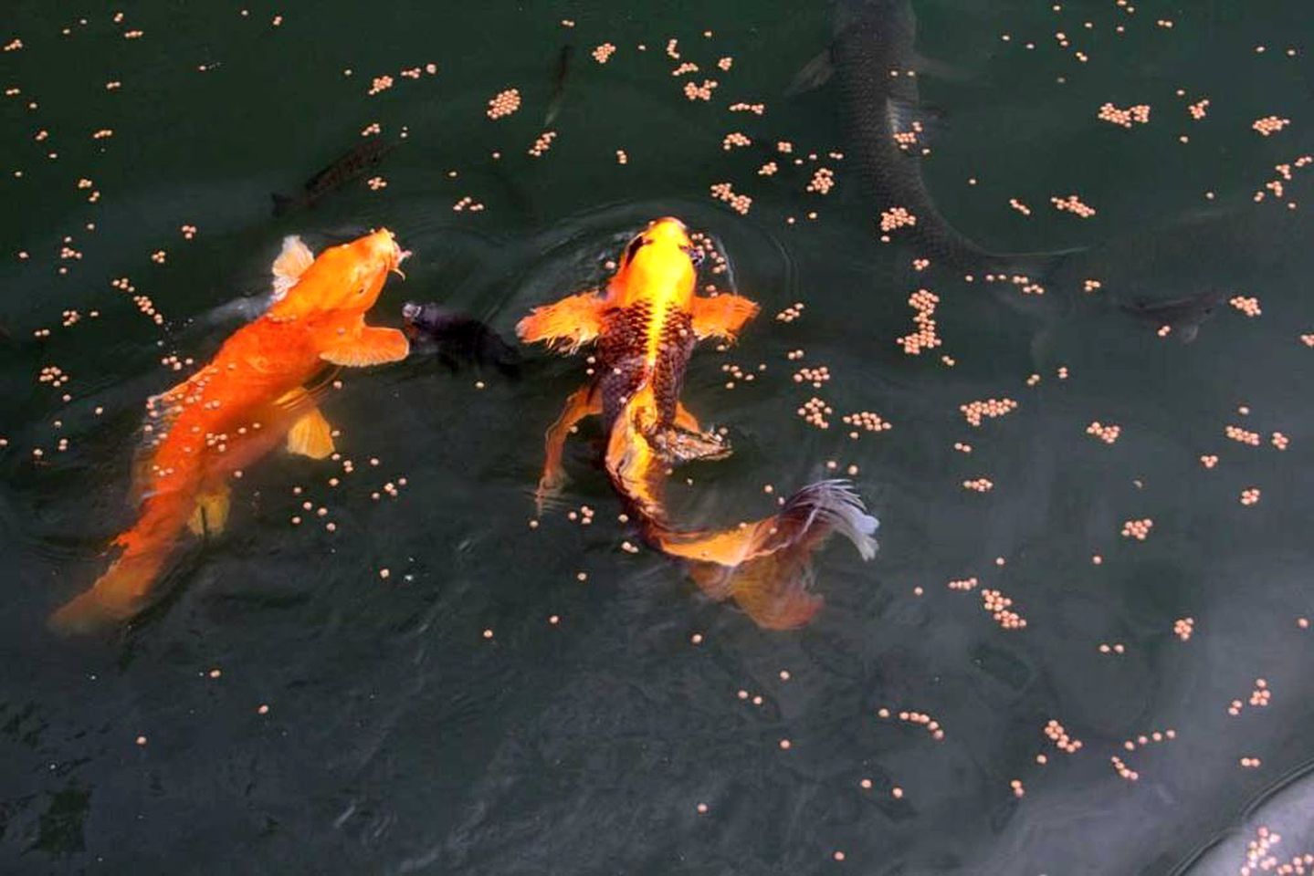 Secluded Cottage Rental with Swimming Pond in Bedford County, Southern Pennsylvania