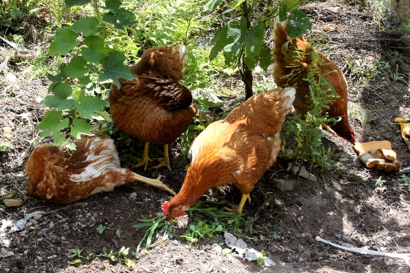 Secluded Cottage Rental with Swimming Pond in Bedford County, Southern Pennsylvania