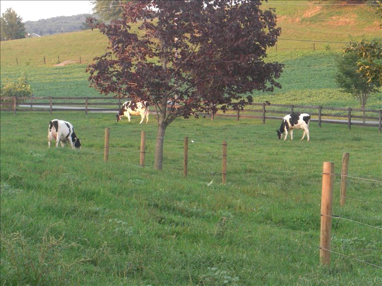 Charming Vacation Rental on a Farm in Amish Country, Pennsylvania