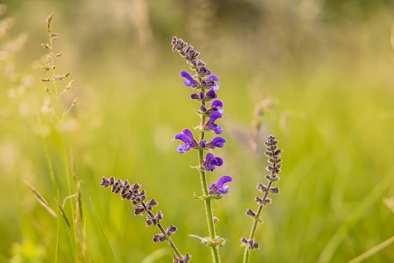 Vacation Rentals (France, --, Provence-Alpes-Côte d'Azur)