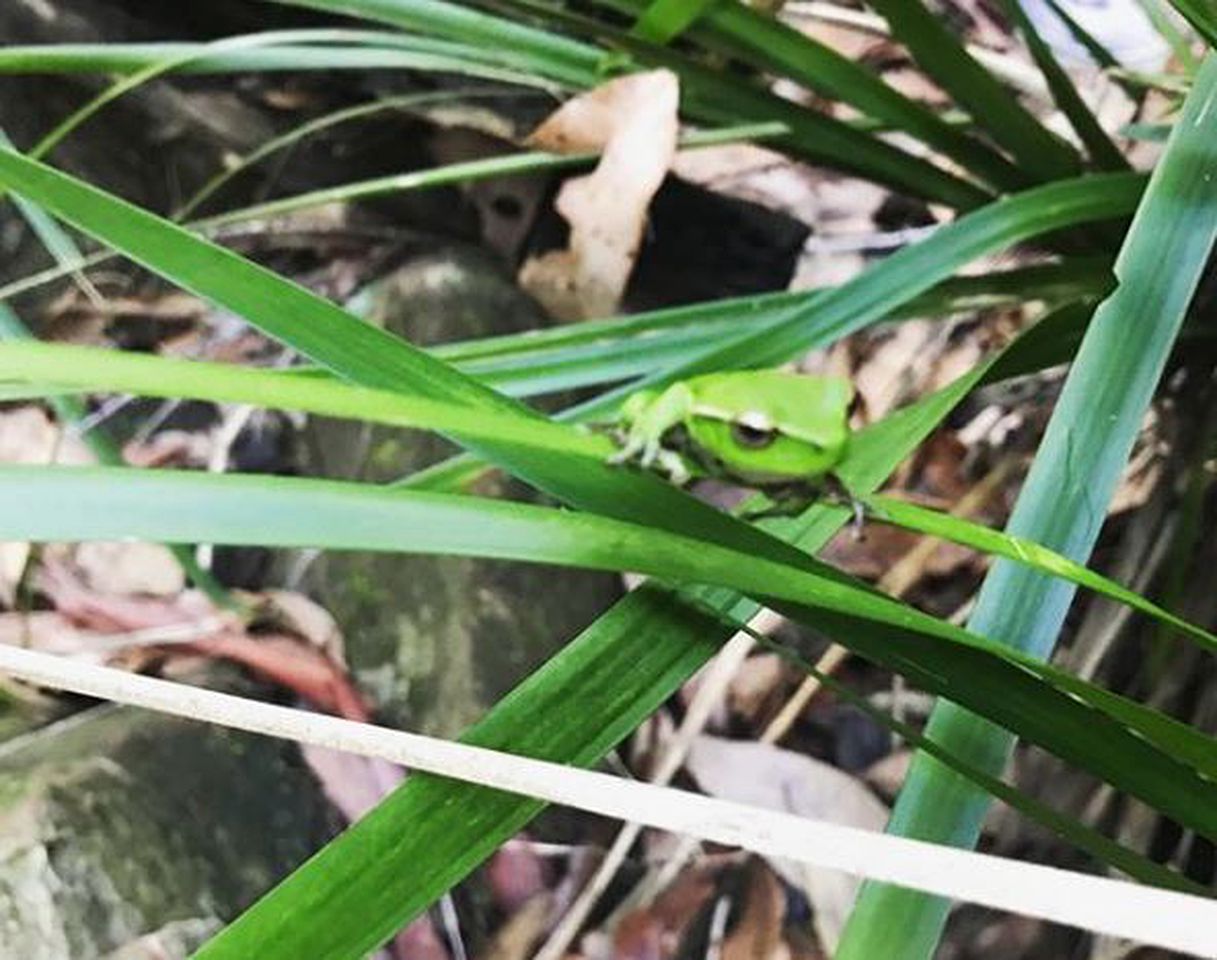 Secluded Luxury Cabin in the Rainforest of Bandon Grove, New South Wales