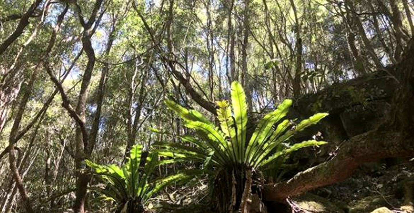 Secluded Luxury Cabin in the Rainforest of Bandon Grove, New South Wales