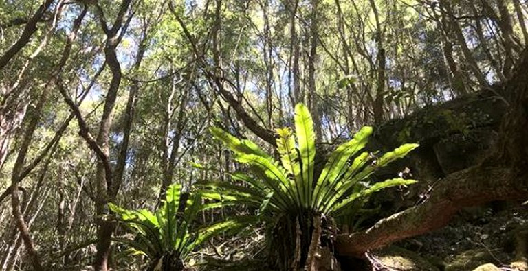 Cabins (Bandon Grove, New South Wales, Australia)
