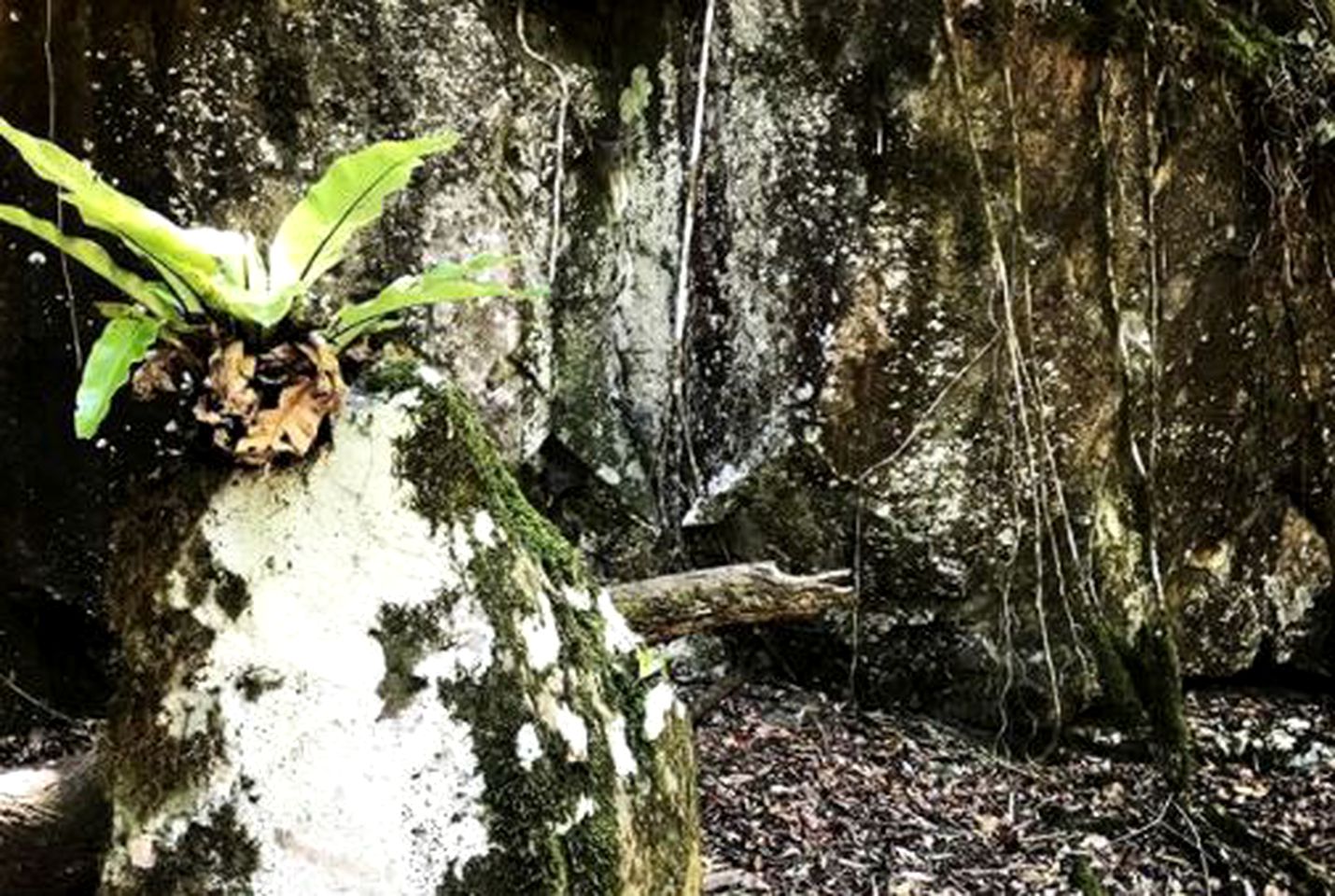 Secluded Luxury Cabin in the Rainforest of Bandon Grove, New South Wales