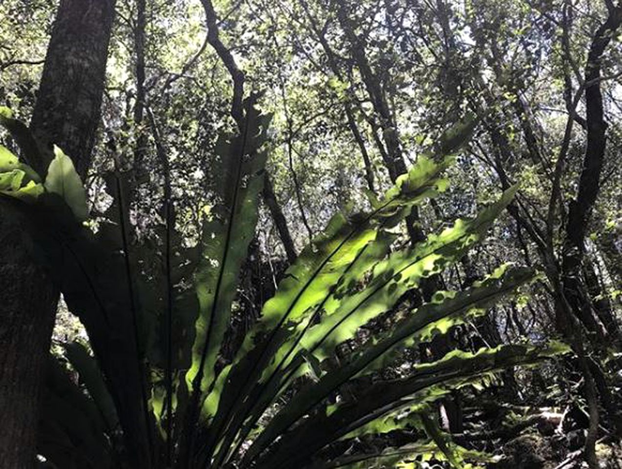 Secluded Luxury Cabin in the Rainforest of Bandon Grove, New South Wales