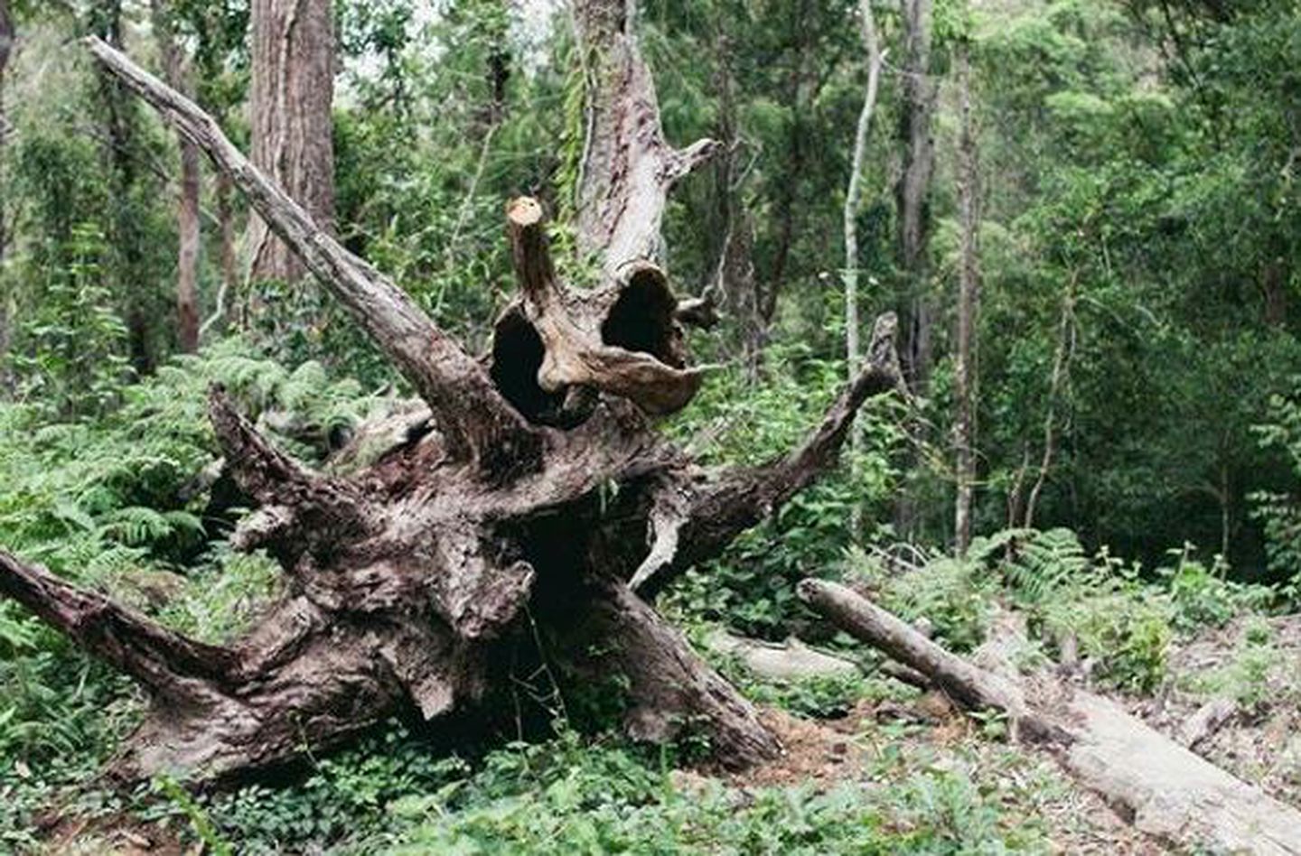 Secluded Luxury Cabin in the Rainforest of Bandon Grove, New South Wales
