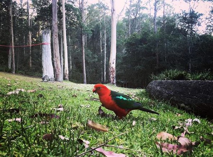 Cabins (Bandon Grove, New South Wales, Australia)