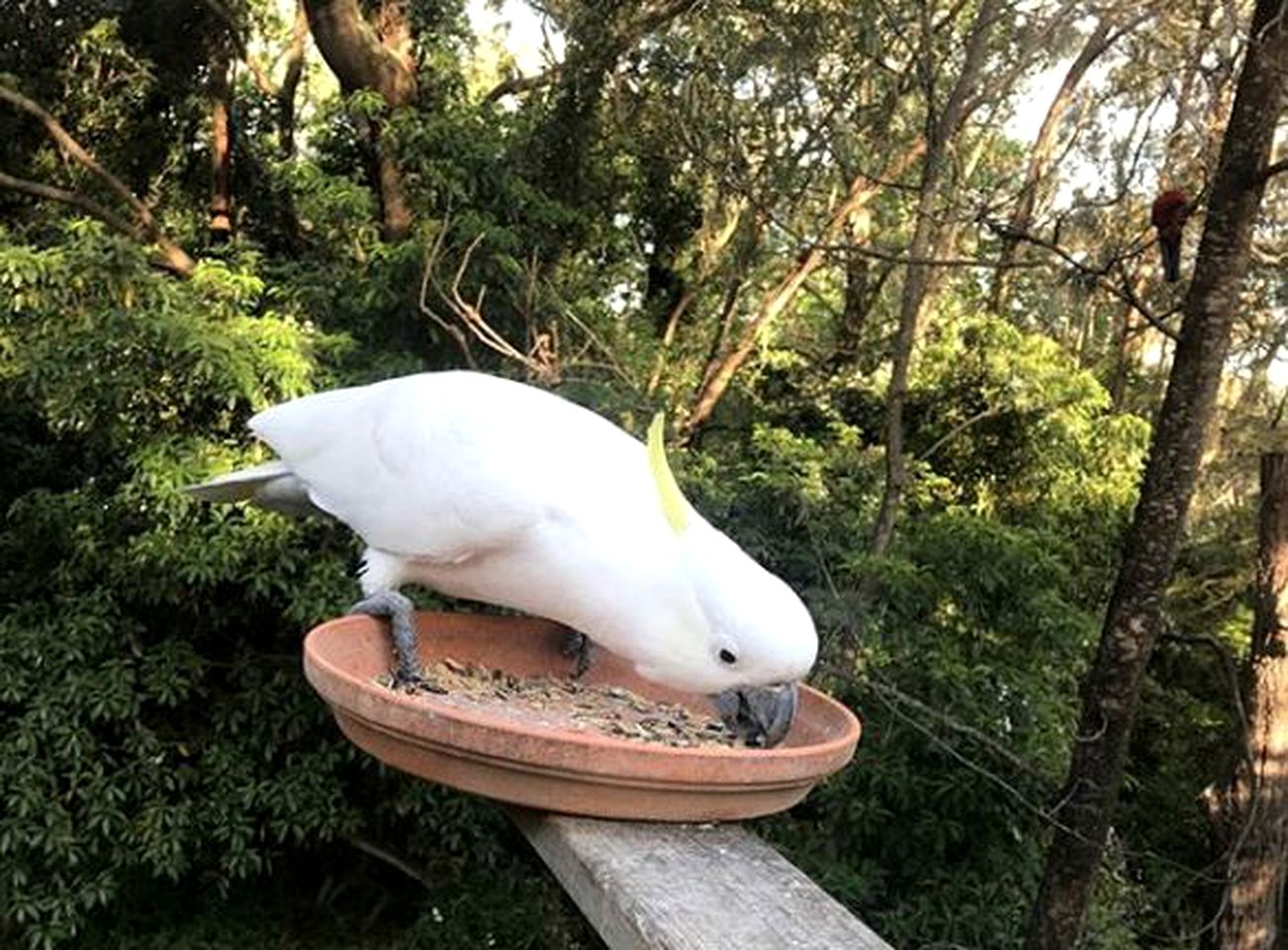 Secluded Luxury Cabin in the Rainforest of Bandon Grove, New South Wales