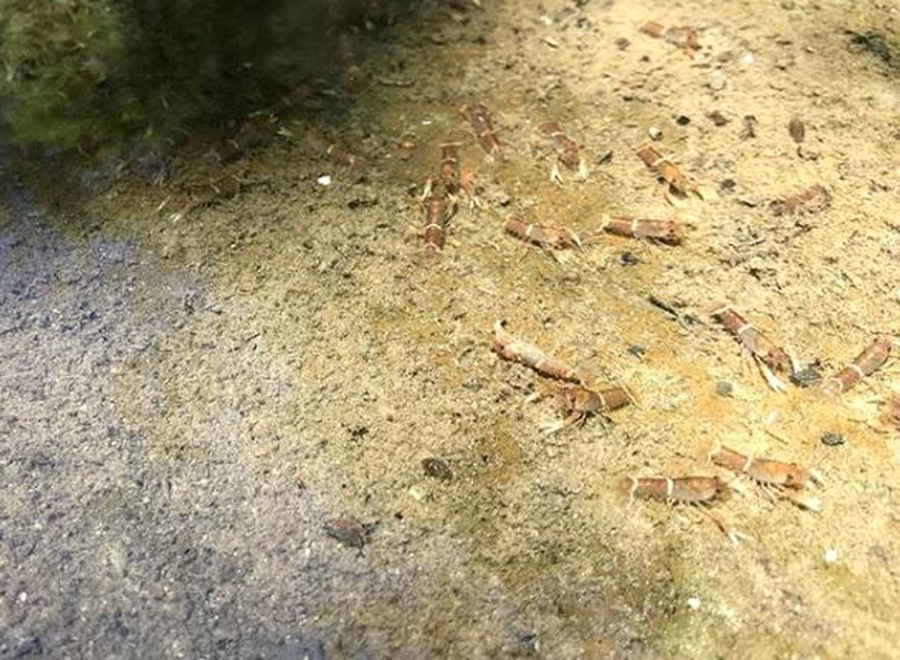 Secluded Luxury Cabin in the Rainforest of Bandon Grove, New South Wales