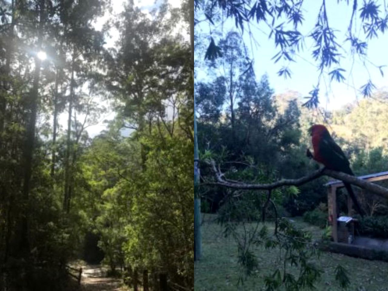 Secluded Luxury Cabin in the Rainforest of Bandon Grove, New South Wales