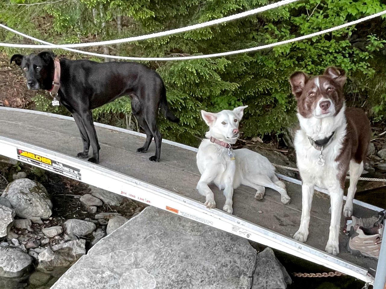 Hammock Haven Island Dome in Monmouth, ME