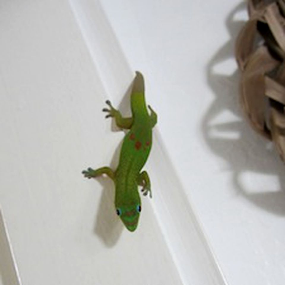 Waterfront Vacation Rental with Private Kayak Launch on Kealakekua Bay, Big Island, Hawaii