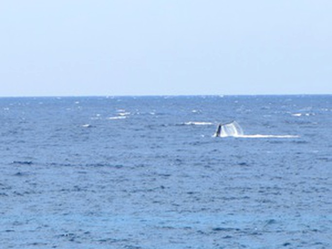 Nature Lodges (Captain Cook, Hawaii, United States)