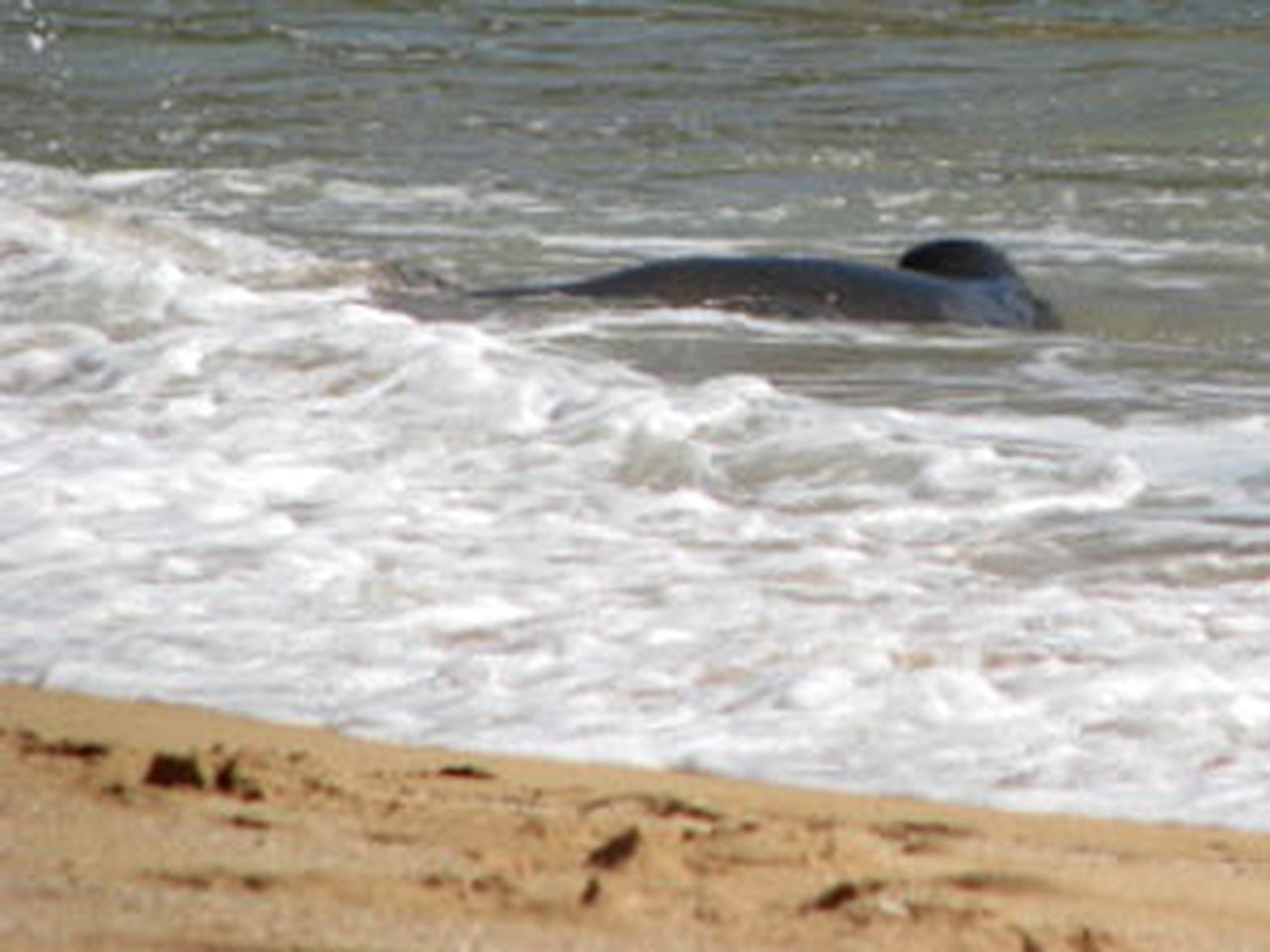 Beachfront Vacation Rental with Ocean Views on the Island of Kauai in Hawaii