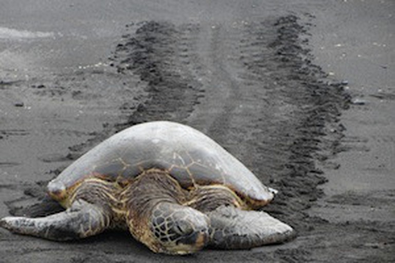 A-Frame Cabins (Volcano, Hawaii, United States)