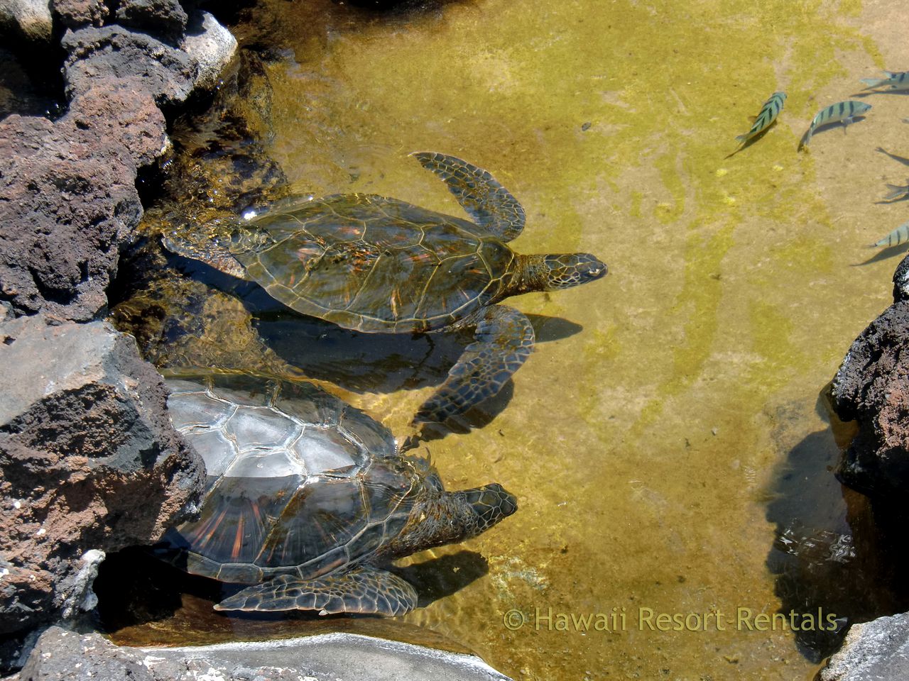 Tropical Remodeled Villa with Stunning Fairway Views in Waikoloa, Hawaii