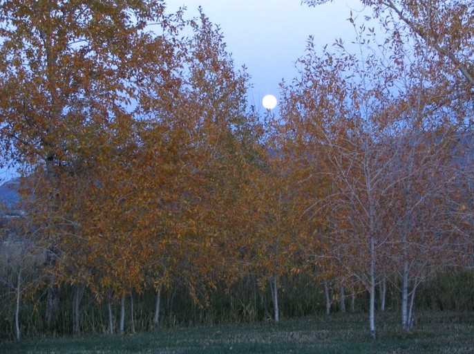 Cabins (Hesperus, Colorado, United States)