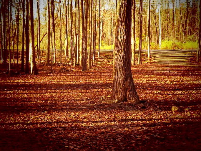 Cabins (Altmar, New York, United States)