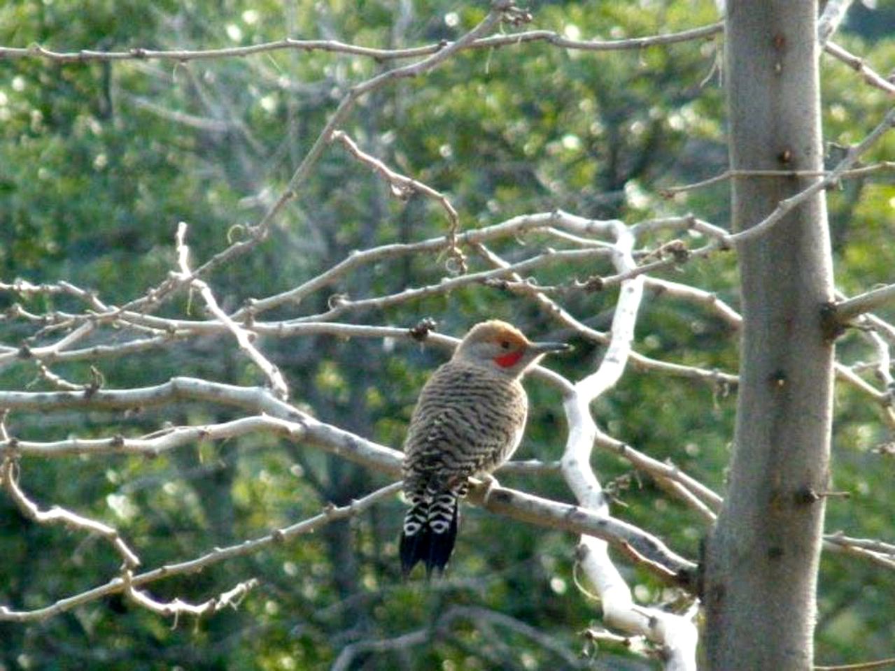 Romantic Vacation Rental with Hot Tub near New Mexico's Pinos Altos Mountains