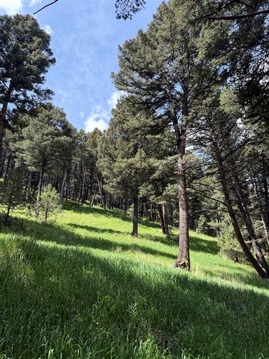 Cabins (United States of America, McAllister, Montana)