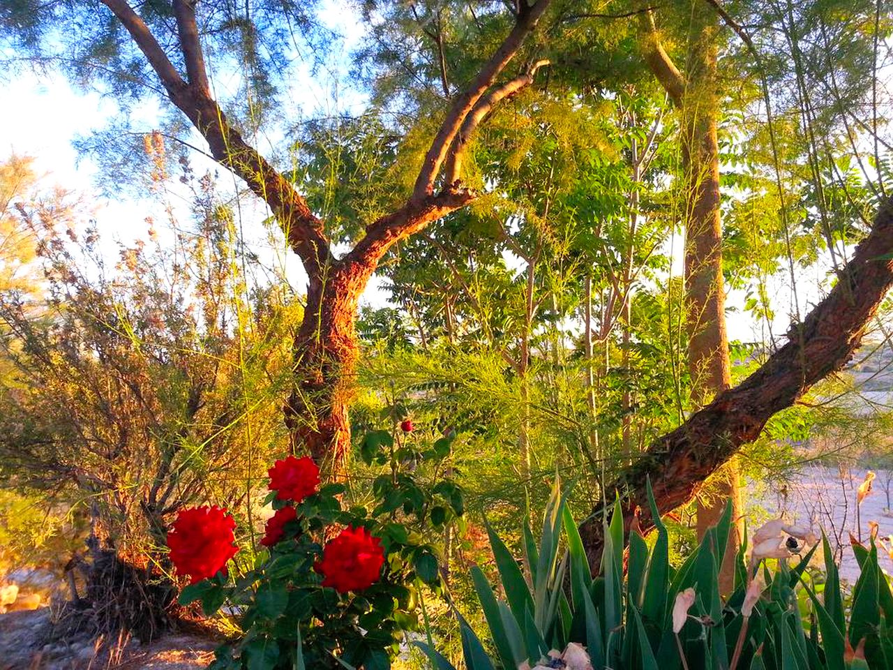 Wonderful Cave Suite in the Countryside of Andalusia, Spain