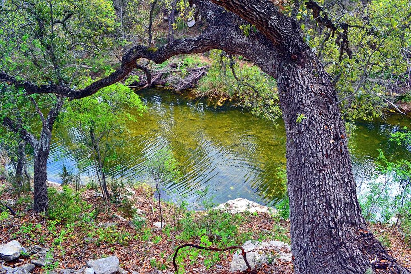 Spacious Hill Country Home Along the Banks of Smith Creek