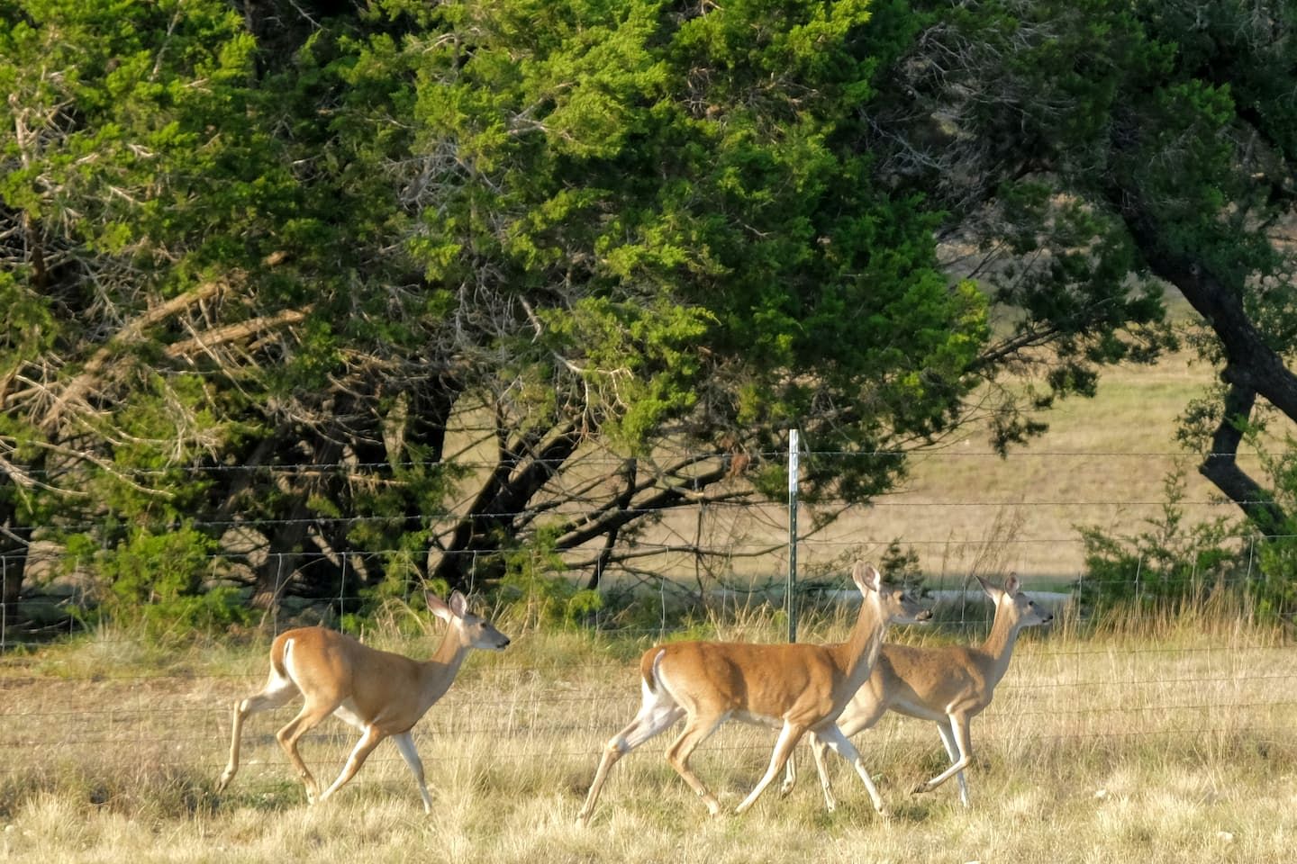 Bright and Cheery Hill Country Retreat for a Relaxing Vacation in Texas